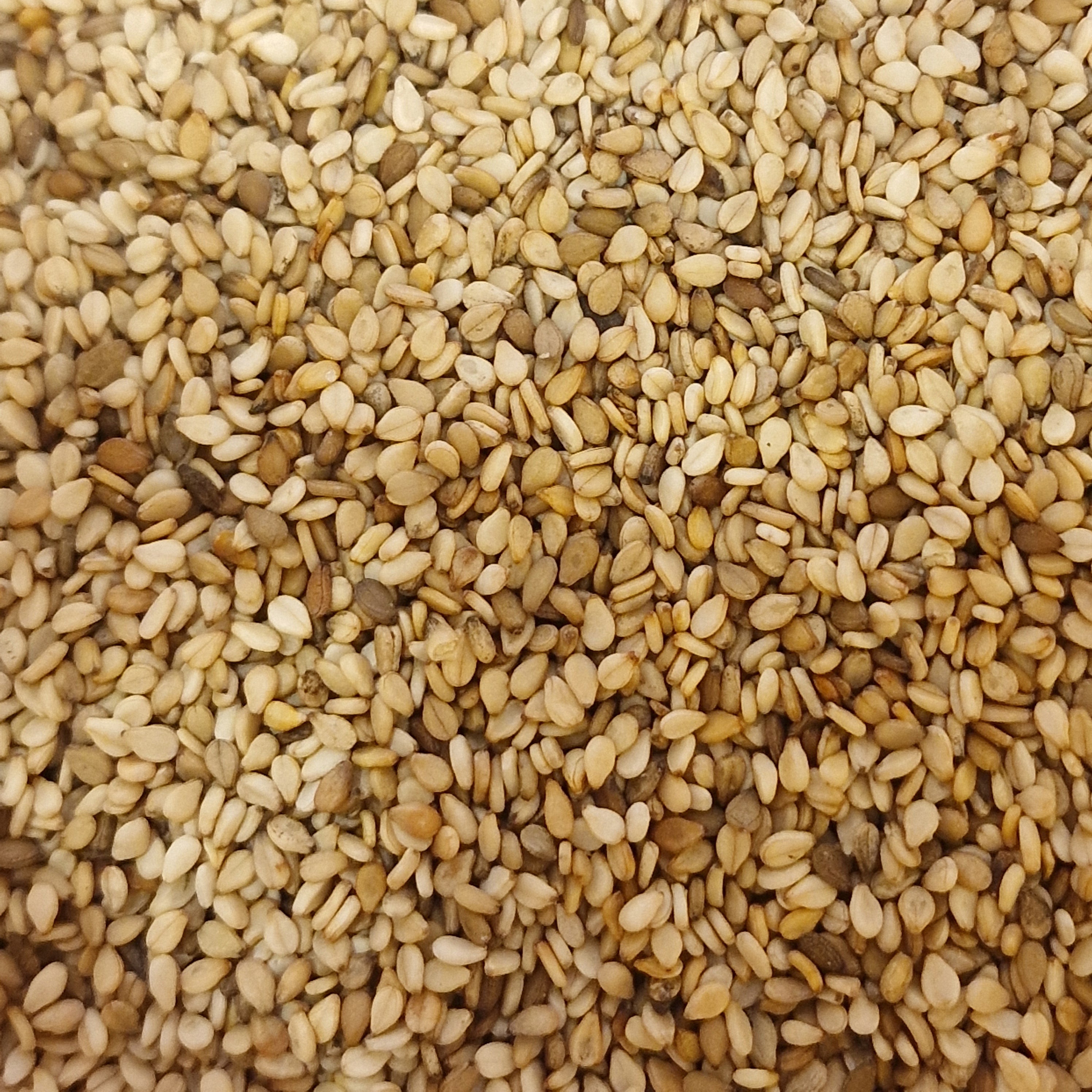 Graines de sésame BIO