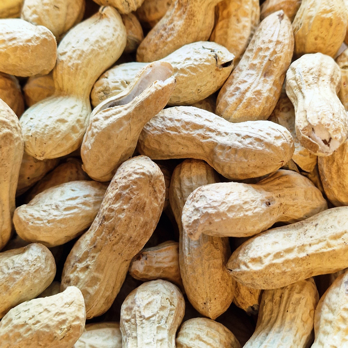 Cacahuètes Coque biologique en vrac