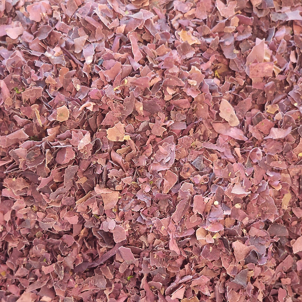 Algues Dulse biologique en vrac