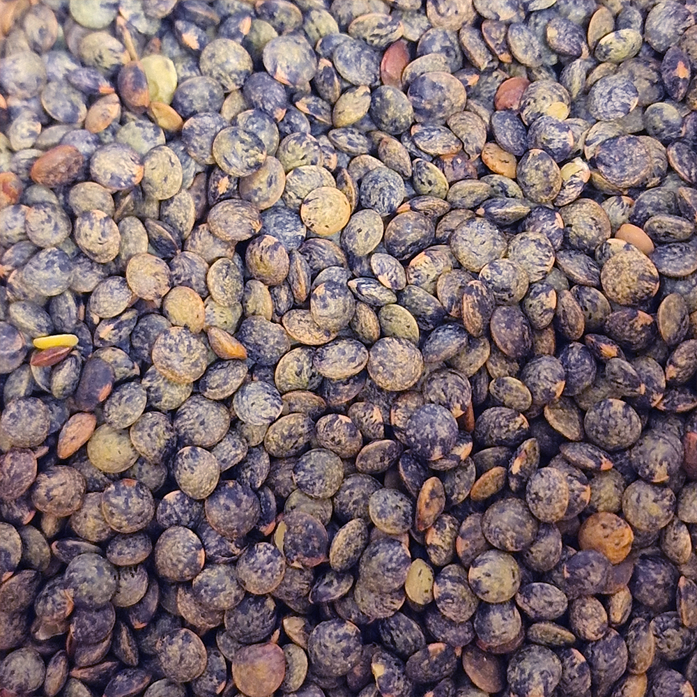 Lentilles verte biologique en vrac